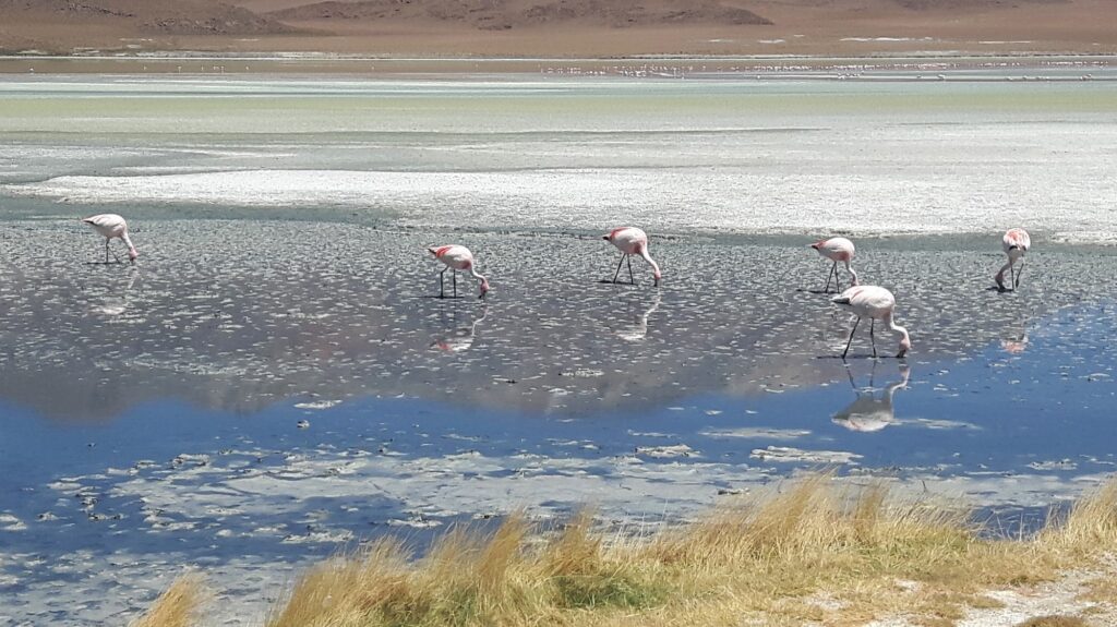 Nature Reserve E. Avaroa