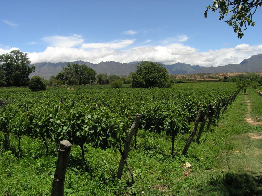 Tarija