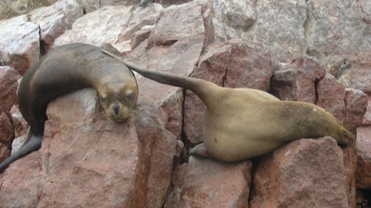 Paracas