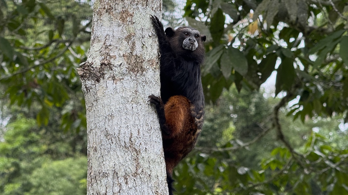 National Park Manú
